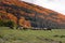 Sheep with shepherd on hill mountain field autumn isolated sharp focus depth of field rural scene orange green grass trees
