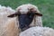 Sheep of a shepherd with organic wool on an organic farm with adequate animal housing as ideal for happy sheep and organic meat