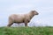 Sheep of a shepherd with organic wool on an organic farm with adequate animal housing as ideal for happy sheep and organic meat