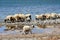 Sheep on the shore of the lake in Tibet in the summer