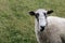 Sheep in side of photo in field of grass