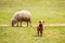 Sheep and single lamb on looking on spring grass