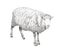Sheep sketch style illustration. Hand drawn image of beautiful black and white farm animal. Line art drawing in vintage