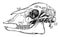 Sheep Skull, vintage illustration