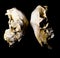 Sheep Skulls