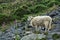 Sheep on Slate Hill Slope in Wales