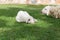 sheep sleeping