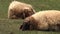 Sheep Are Sleeping