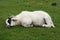 Sheep sleeping