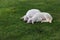 Sheep sleeping on green grass