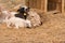 Sheep sleeping on hay