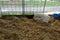 Sheep Sleeping in the Hay at a County Fair, Pennsylvania, USA