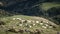 Sheep on slopes at Akaroa, New Zealand