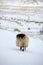 Sheep in the snow