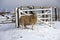 Sheep in the snow