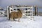 Sheep in the snow