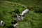 Sheep in Snowdonia