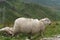 Sheep in Snowdonia National Park