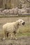 A sheep with softbackground of cherry blossum trees in Passu