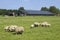 Sheep and solar panels on a farm, Netherlands