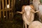 Sheep sold in the animal market for the sacrifice feast in Turkey.