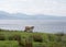 Sheep and the Sound of Sleat