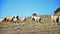 Sheep in spring on a mountain