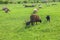 Sheep stall on green field