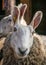 Sheep in the stall of a wooden barn. Farm in Scotland