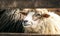 Sheep in the stall of a wooden barn. Farm in Scotland