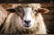 Sheep in the stall of a wooden barn. Farm in Scotland