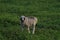 A sheep stand on the grass. Farm animal portrait