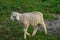 A sheep stand on the grass. Farm animal portrait