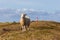 Sheep standing at a dune in front of a lighthouse