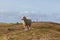 Sheep standing at a dune in front of a lighthouse