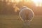 Sheep standing in a field at dawn