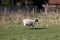 Sheep standing in field in English countryside with copy space
