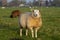 Sheep standing firm in a meadow looking curious and inquisitive, blades of grass in her mouth.
