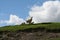 Sheep standing on a hillside