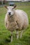 Sheep standing in meadow