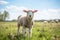 A Sheep Standing In The Middle Of A Field Of Grass