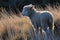 a sheep standing in tall grass