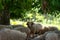 Sheep Standing Under A Tree. Sheep flock rests in a tree shade