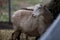 Sheep stands at the feeder and chews hay