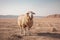 Sheep stands proudly in the desolate desert landscape