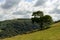 Sheep on a steep slope in the moor, Exmoor