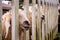 Sheep stick their muzzles and noses through a white wooden fence. close-up