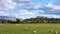 Sheep and Stirling Castle