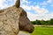 Sheep Straw Puppet with Blue Sky at Chiang Mai Province