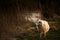 Sheep by Stream in Golden Light